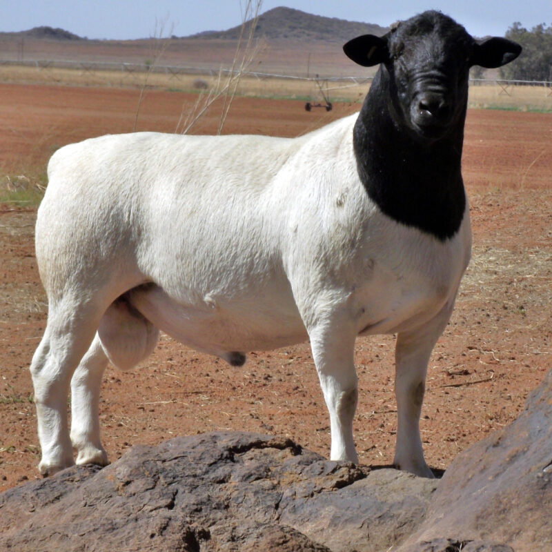 Dorper sheep - Image 2