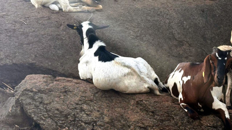 Galla goat "Mfalme"