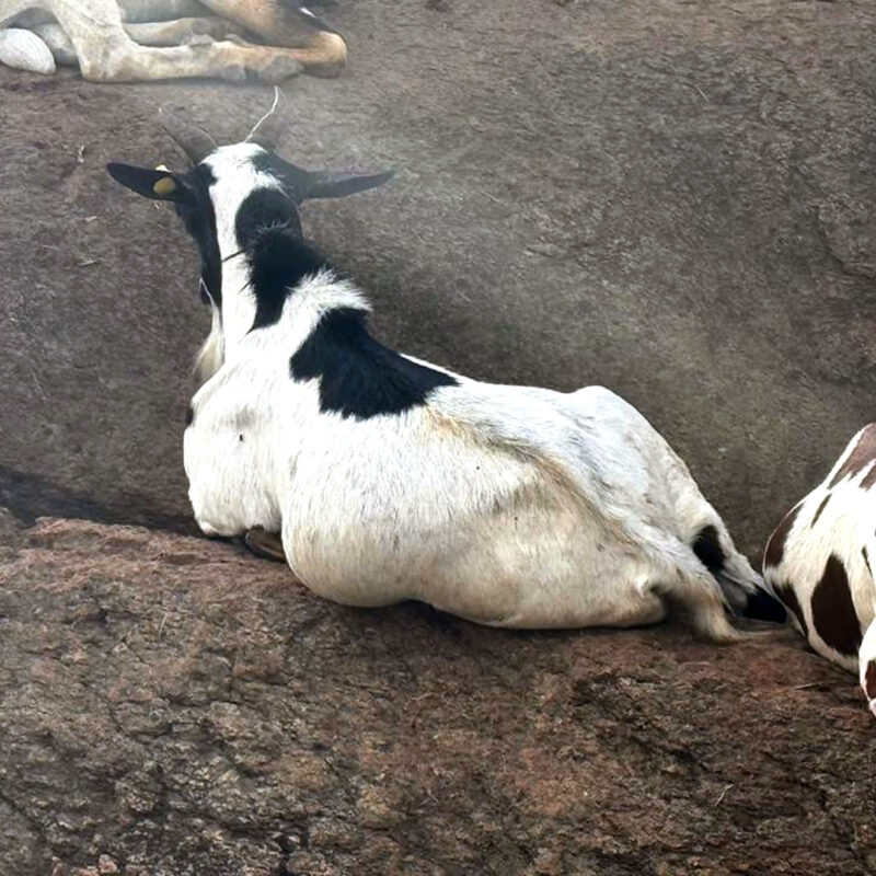 Galla goat "Mfalme"