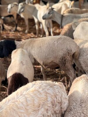 Dorper sheep