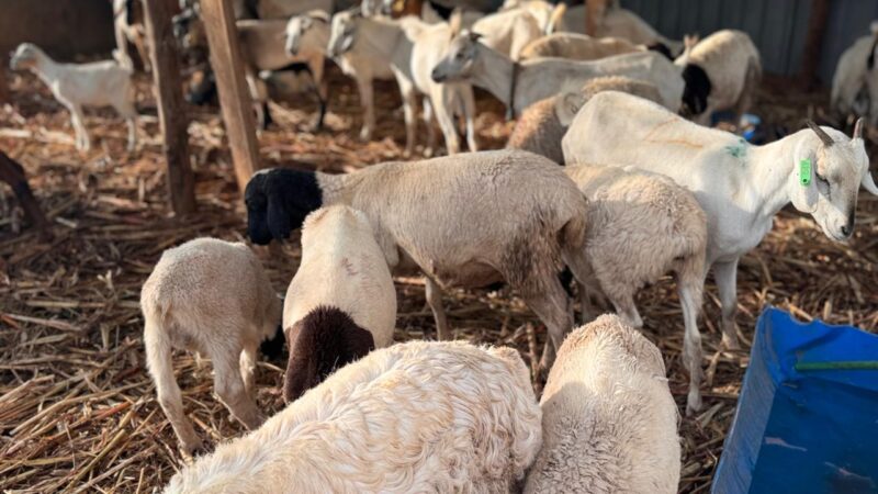 Dorper sheep