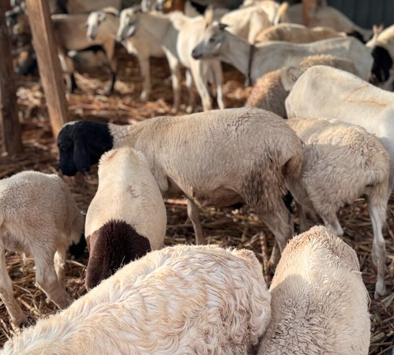 Dorper sheep