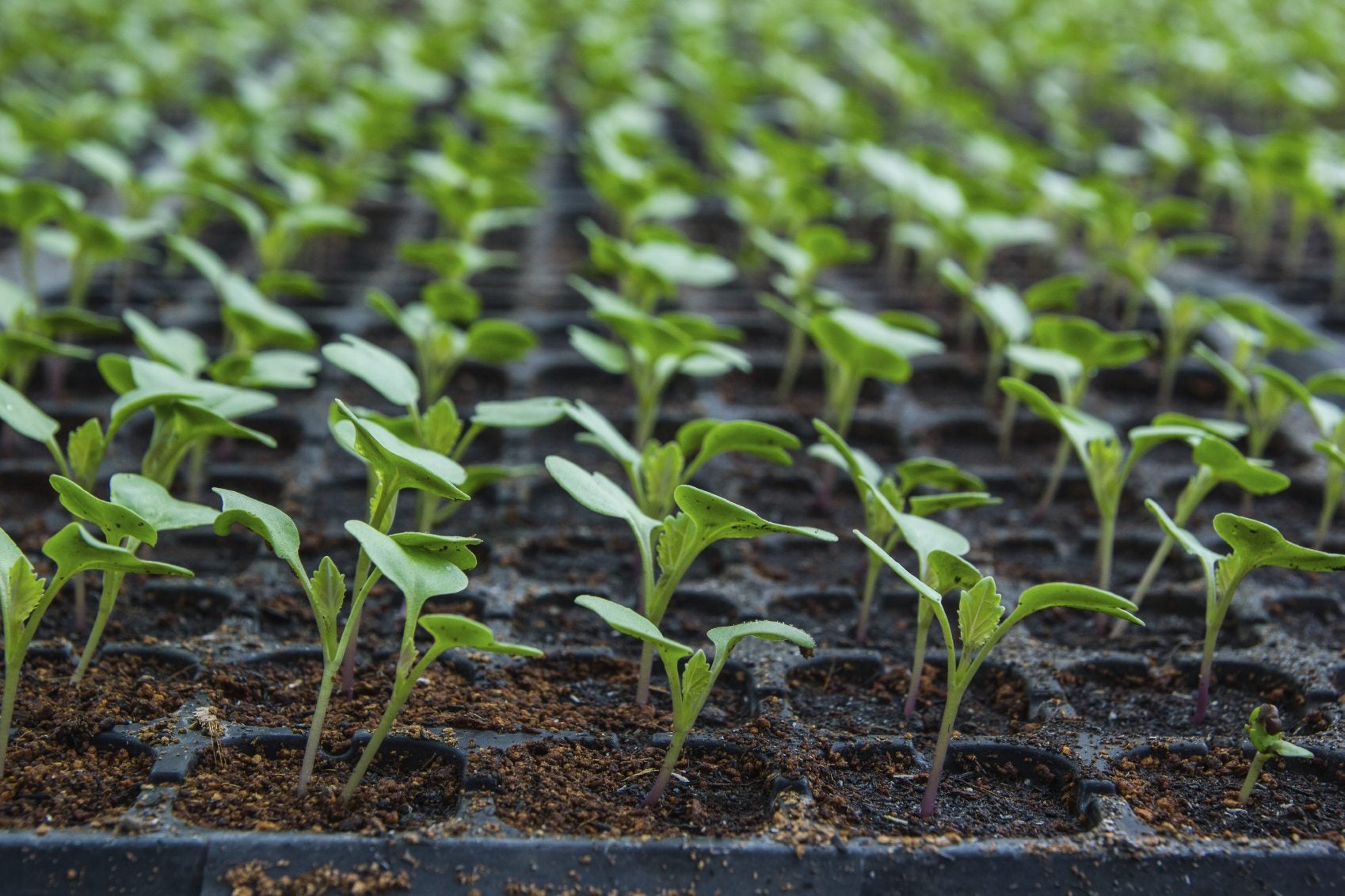 Cauliflower Seedlings
