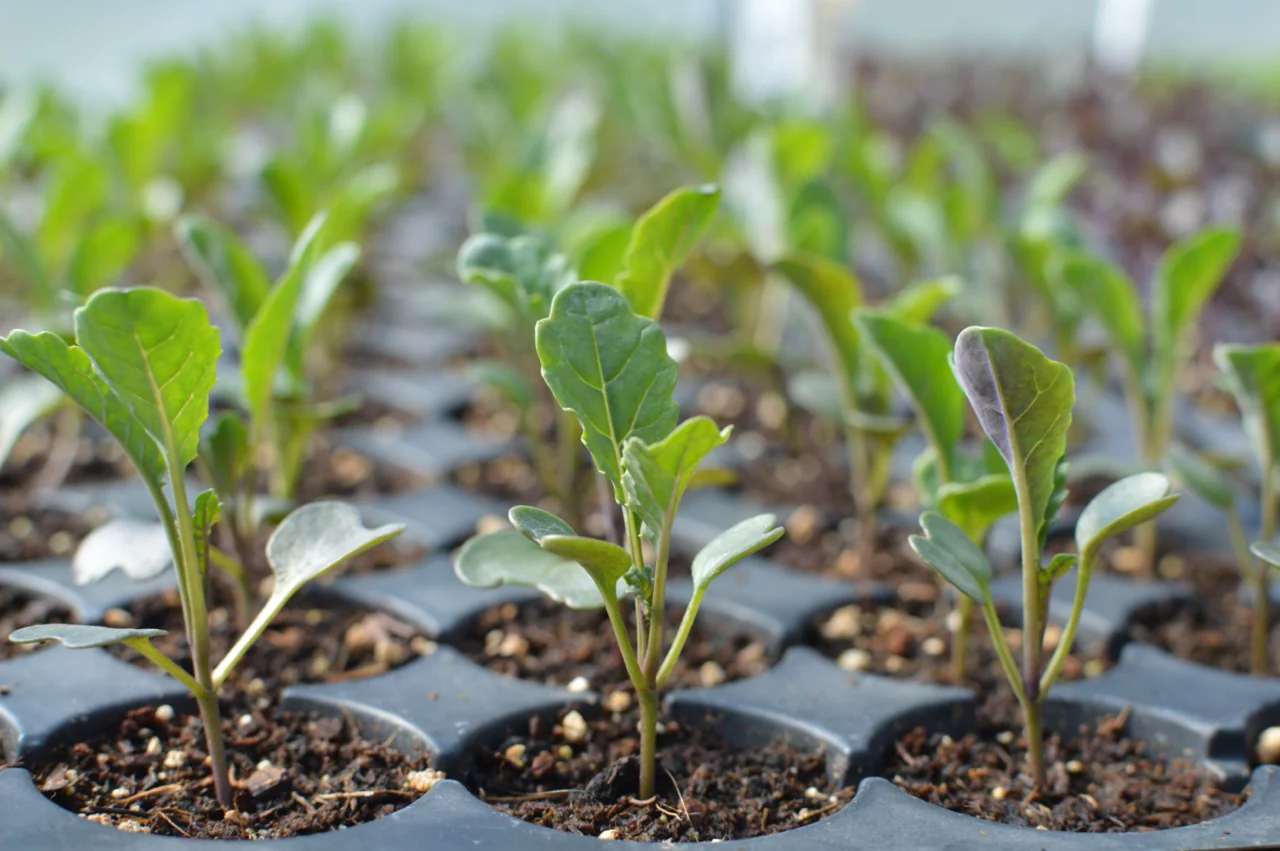 Green_Kale_Seedlings_1_Large_a54b6cd2-2d26-4b6d-8235-fcbf8d99e8ca