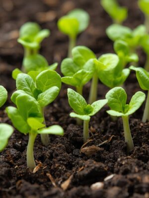 Lettuce Seedlings