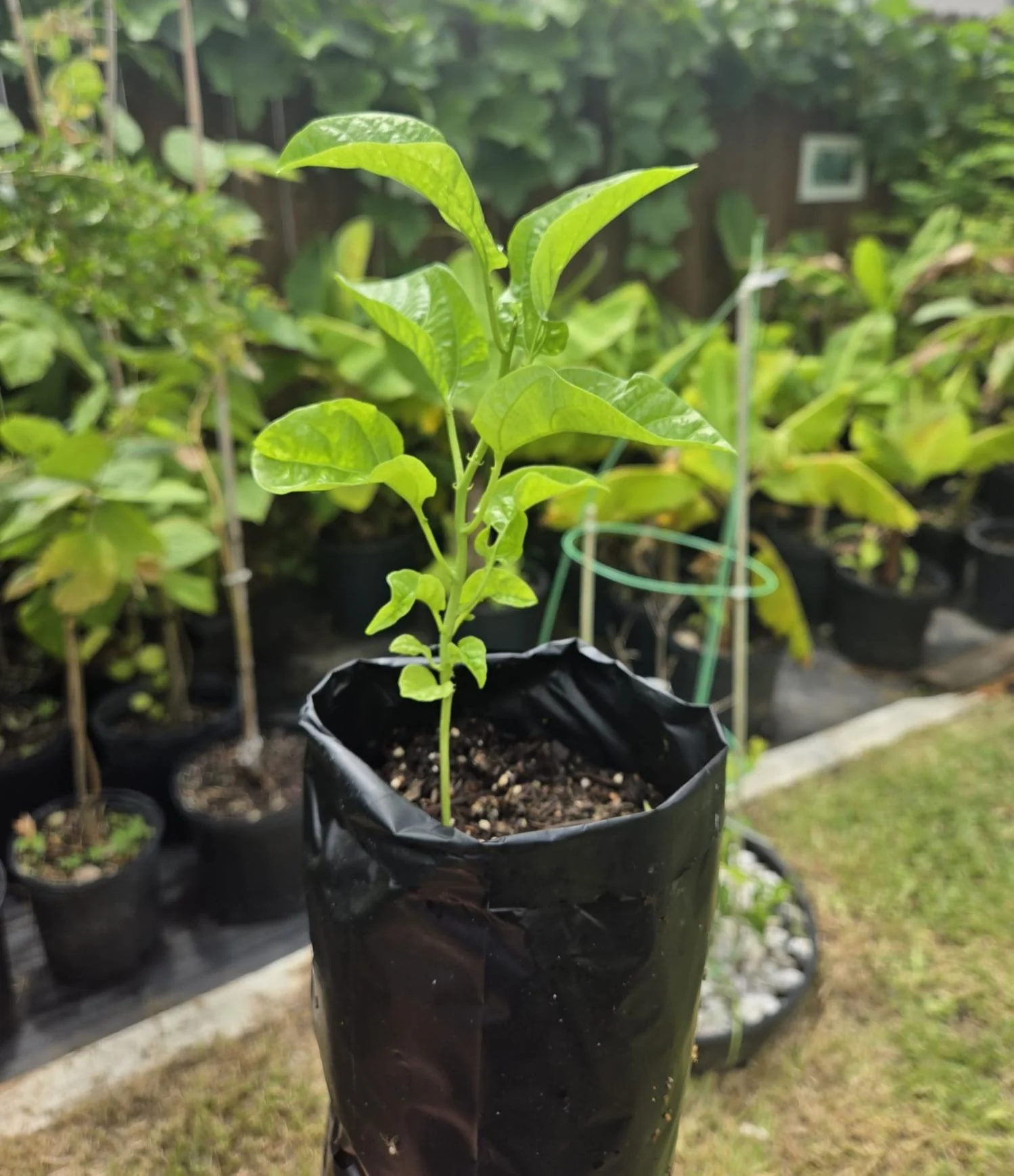 Passion Fruit Seedlings 1