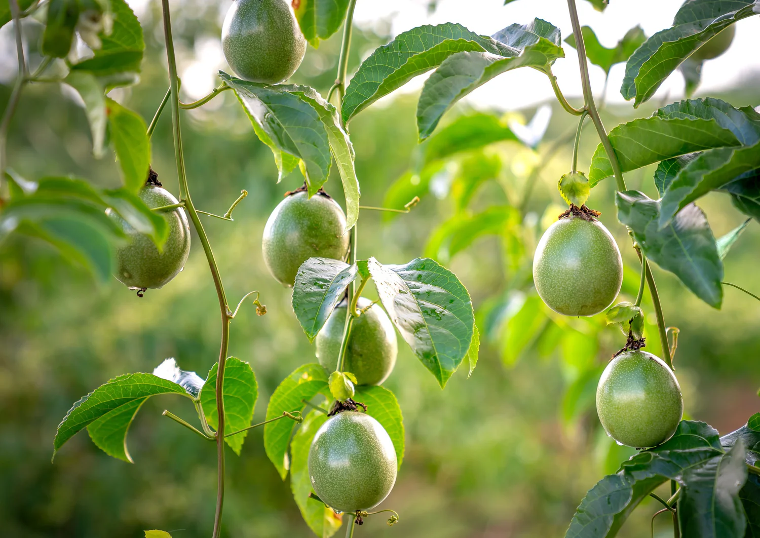 Passion Fruit Seedlings 2