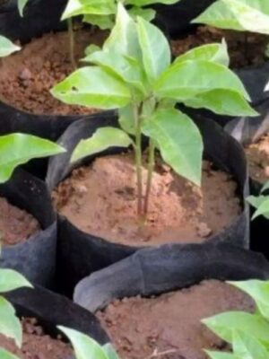 Passion Fruit Seedlings