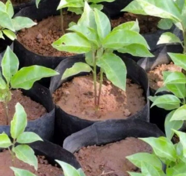 Passion Fruit Seedlings