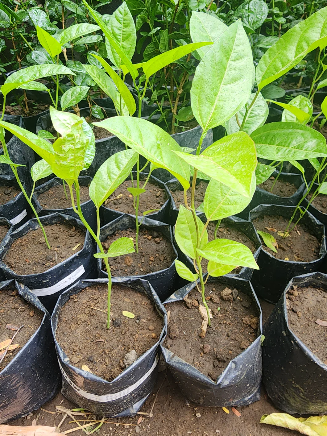 Passion fruit, yellow