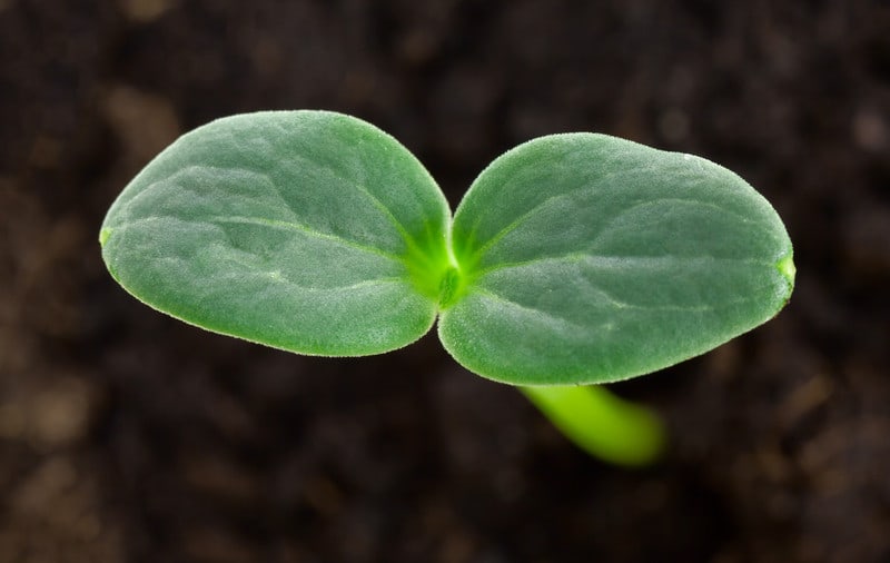 Seedling-Watermelon-1