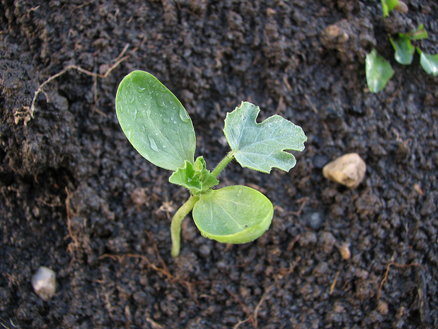 Watermelon Seedlings