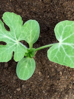 Watermelon Seedlings