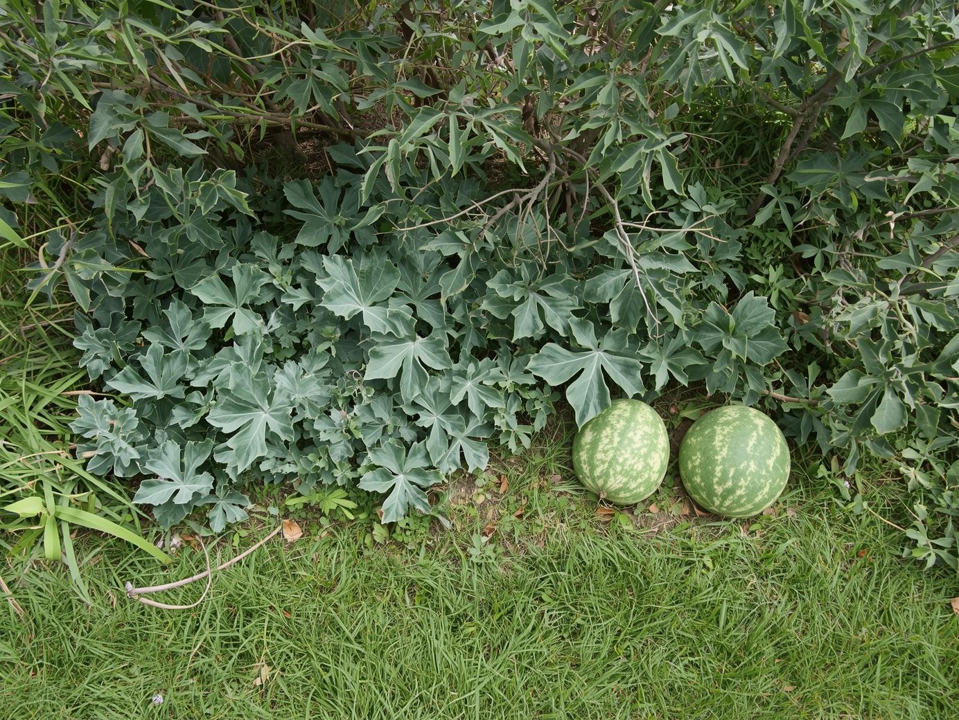 Watermelons garden (3)