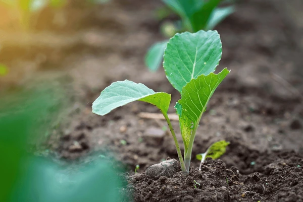 cabbage-sprout-growing-soil-young-600nw-2162083079