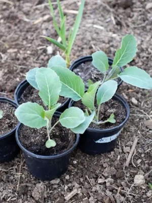 Cauliflower Seedlings