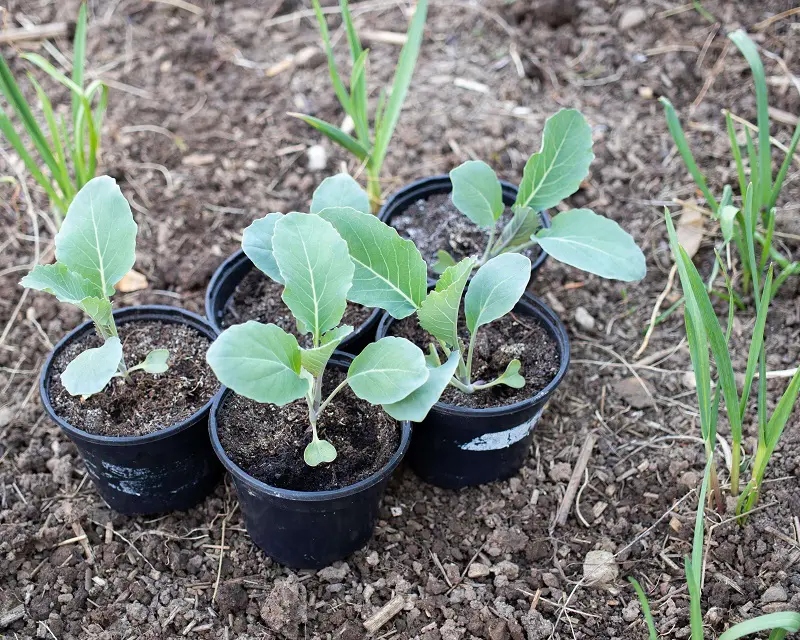 cauliflower-seedling