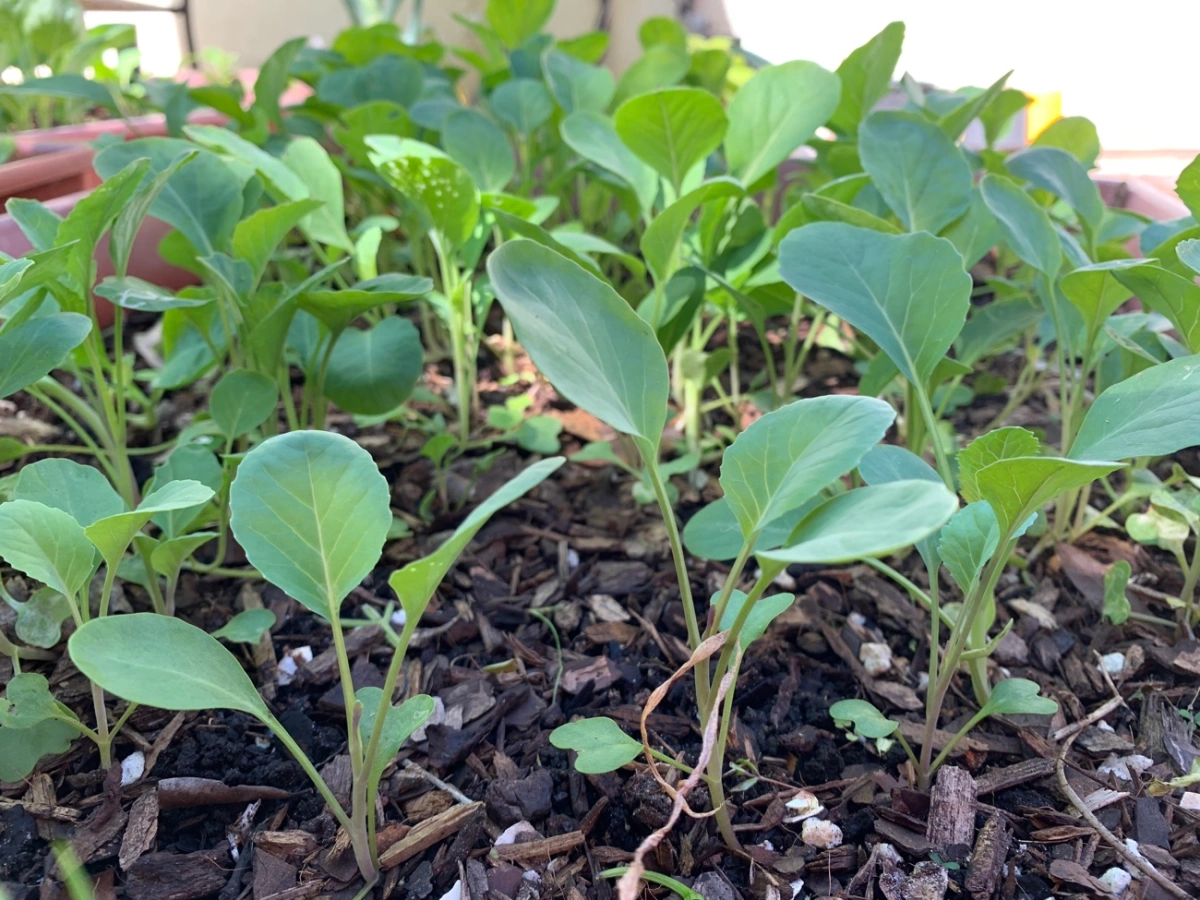 cauliflower-seedlings