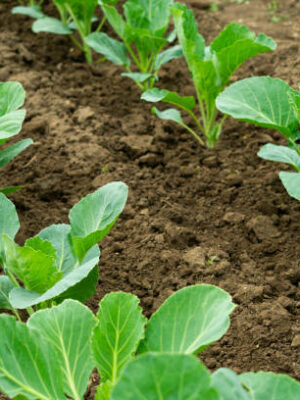 Cabbage Seedlings