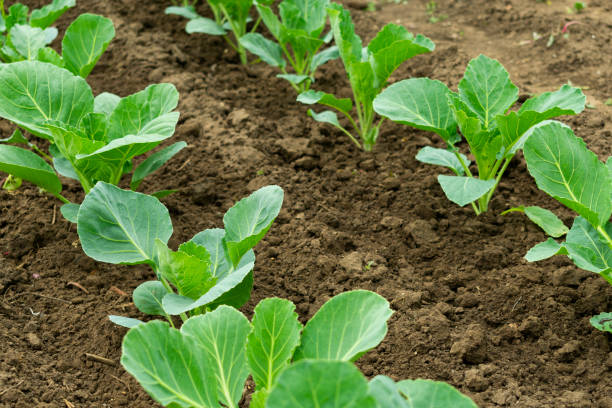young seedlings of cabbage in spring on a bed