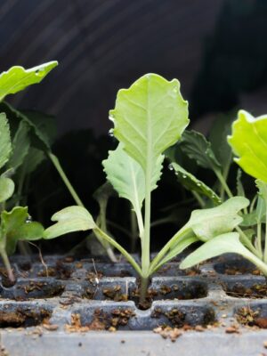 Kale Seedlings