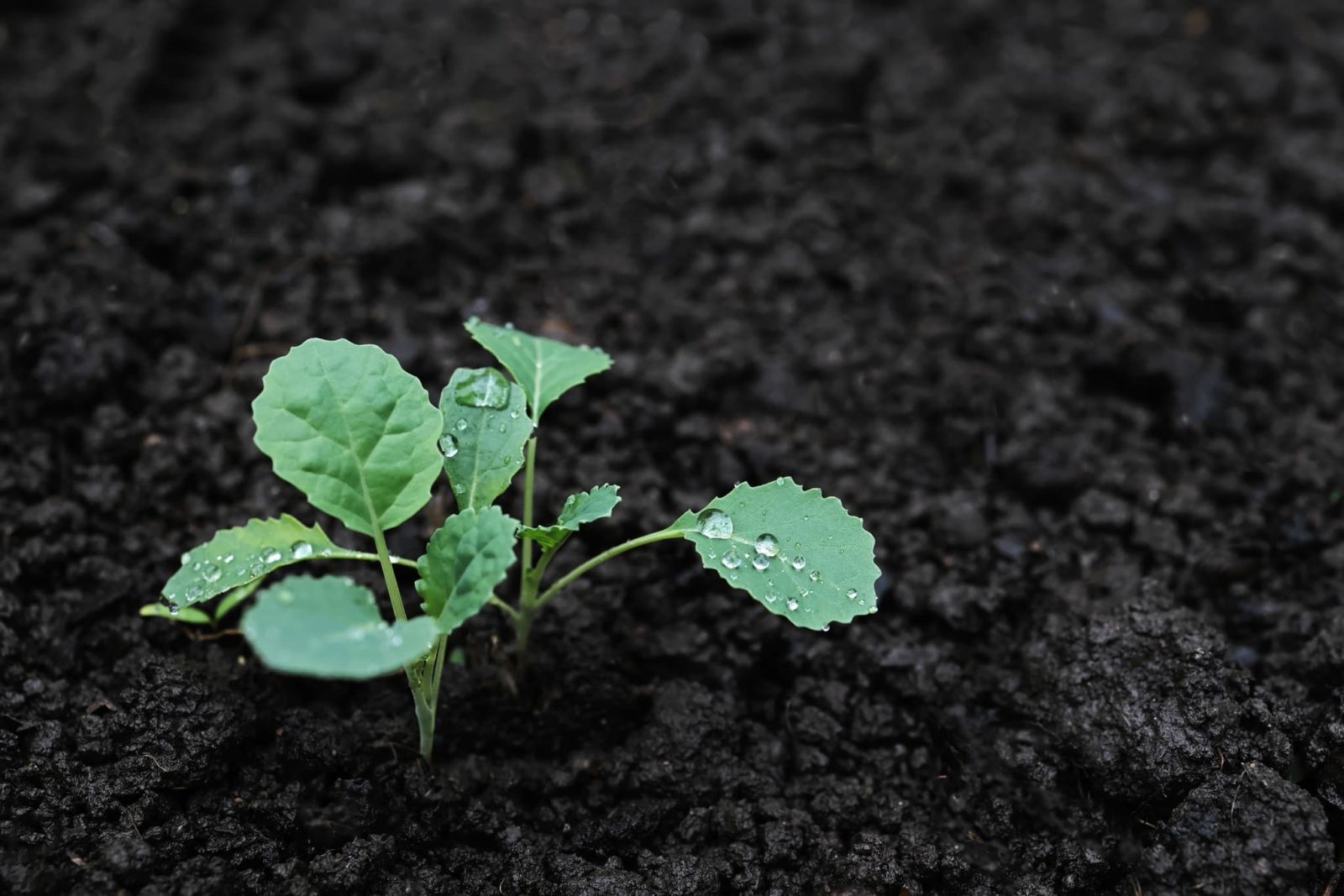 kalefromseed-header-1600x1067