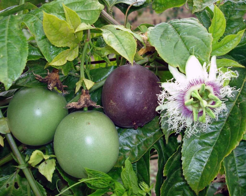 passion-fruit-farming-1-1024x820