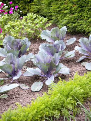 Red Cabbage Seedlings