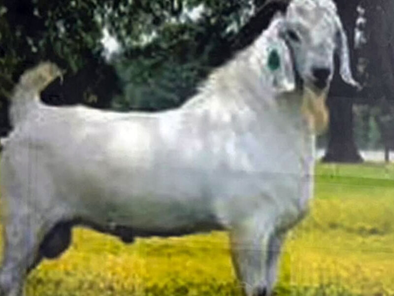 Kenyan White Boer Goat