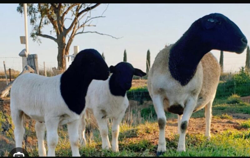 Dorper sheep