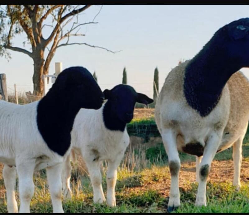 Dorper sheep