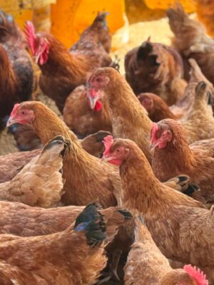 Kenyan Rhode Island Reds