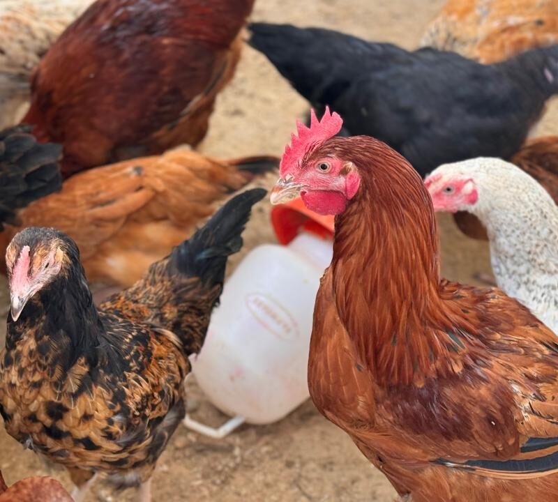 Kuroiler chickens