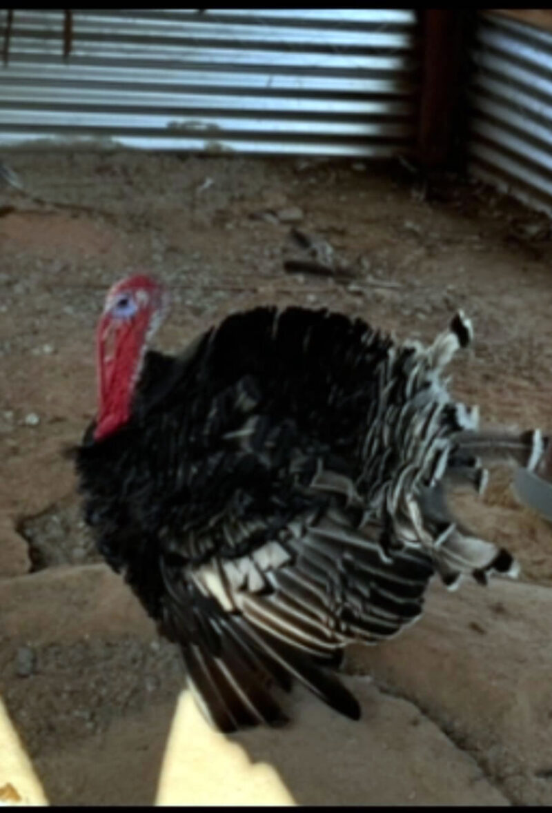 Wild Turkey