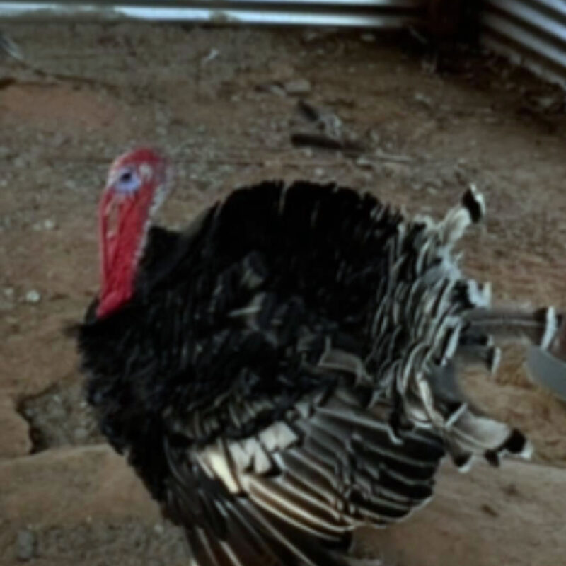 Wild Turkey