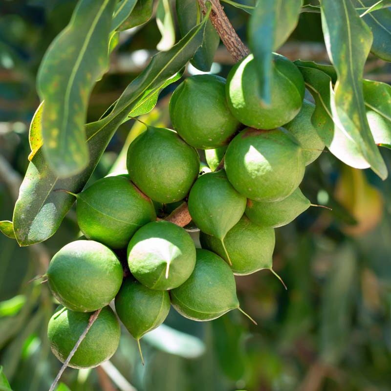 16mm - 18mm Whole Macadamia Nuts - Image 4