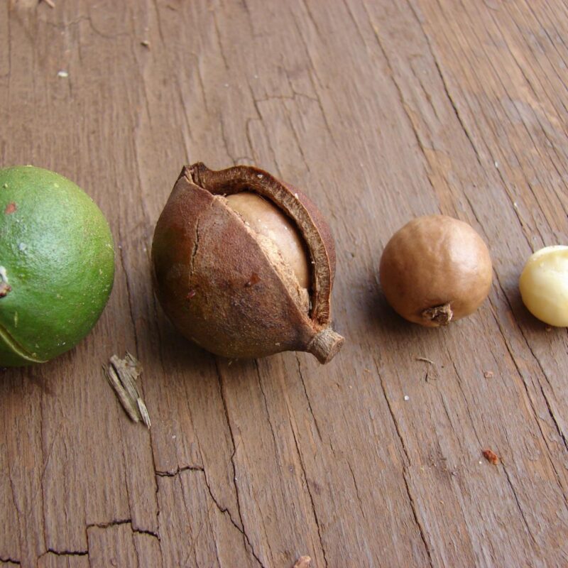 16mm - 18mm Whole Macadamia Nuts - Image 3