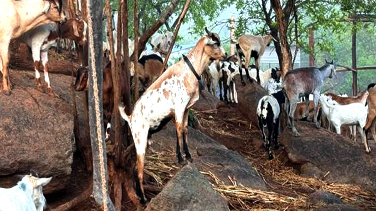 Galla Goats