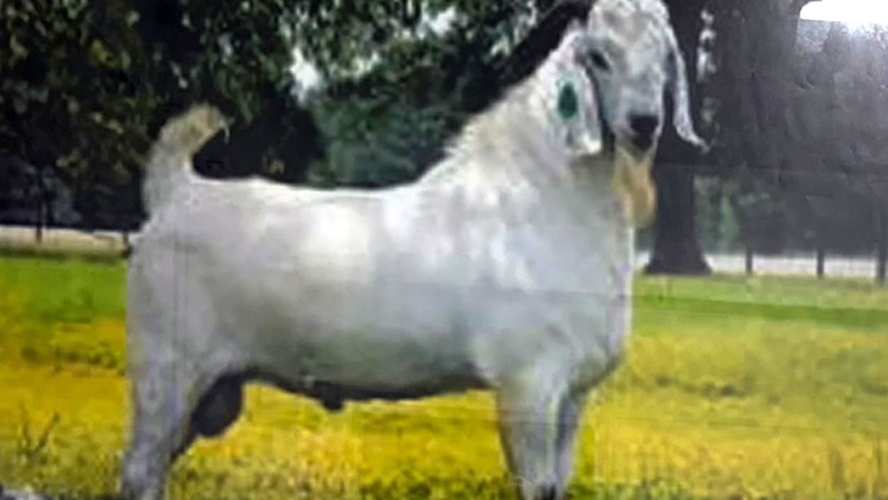 Galla Goats2