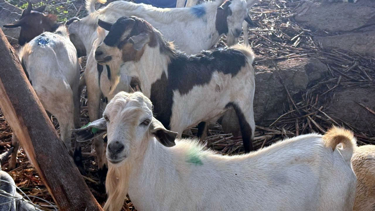Galla Goats4