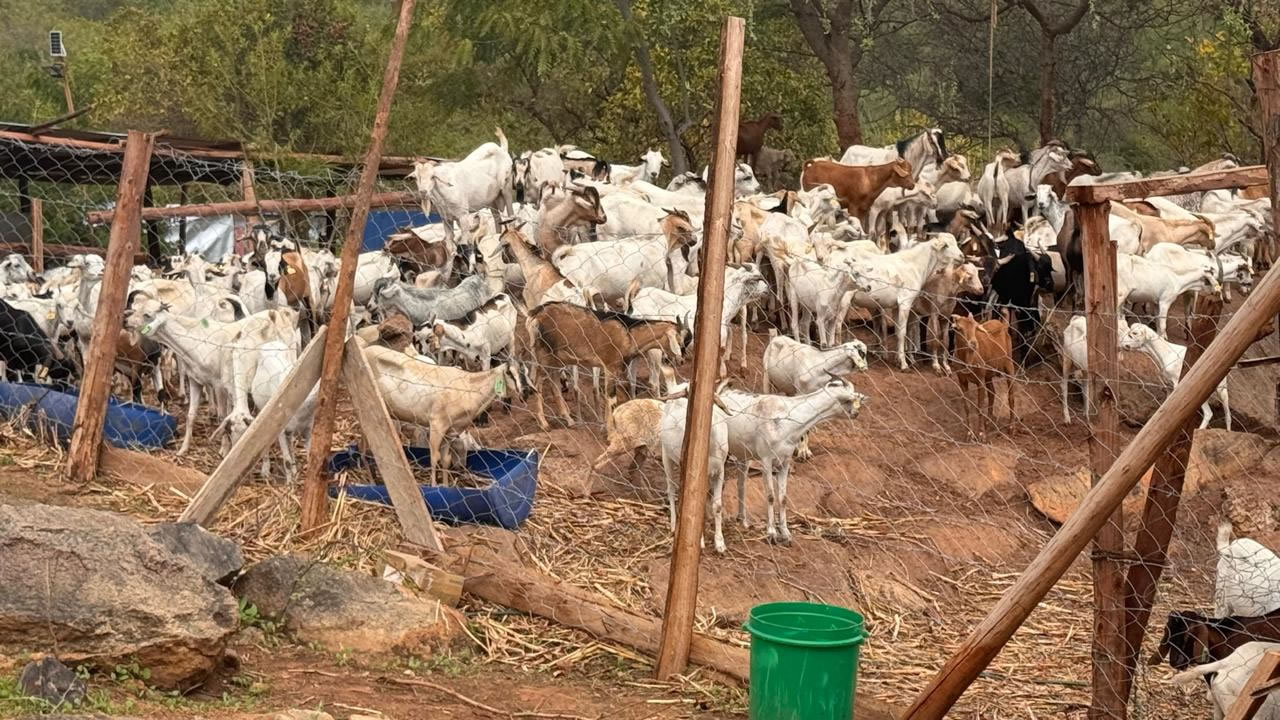 Galla Goats5