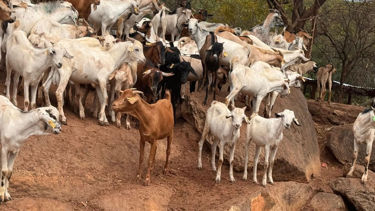 Galla Goats6