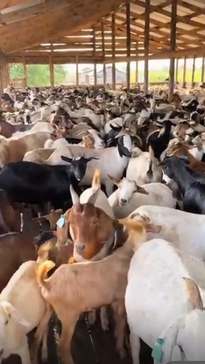 Goat Farm1