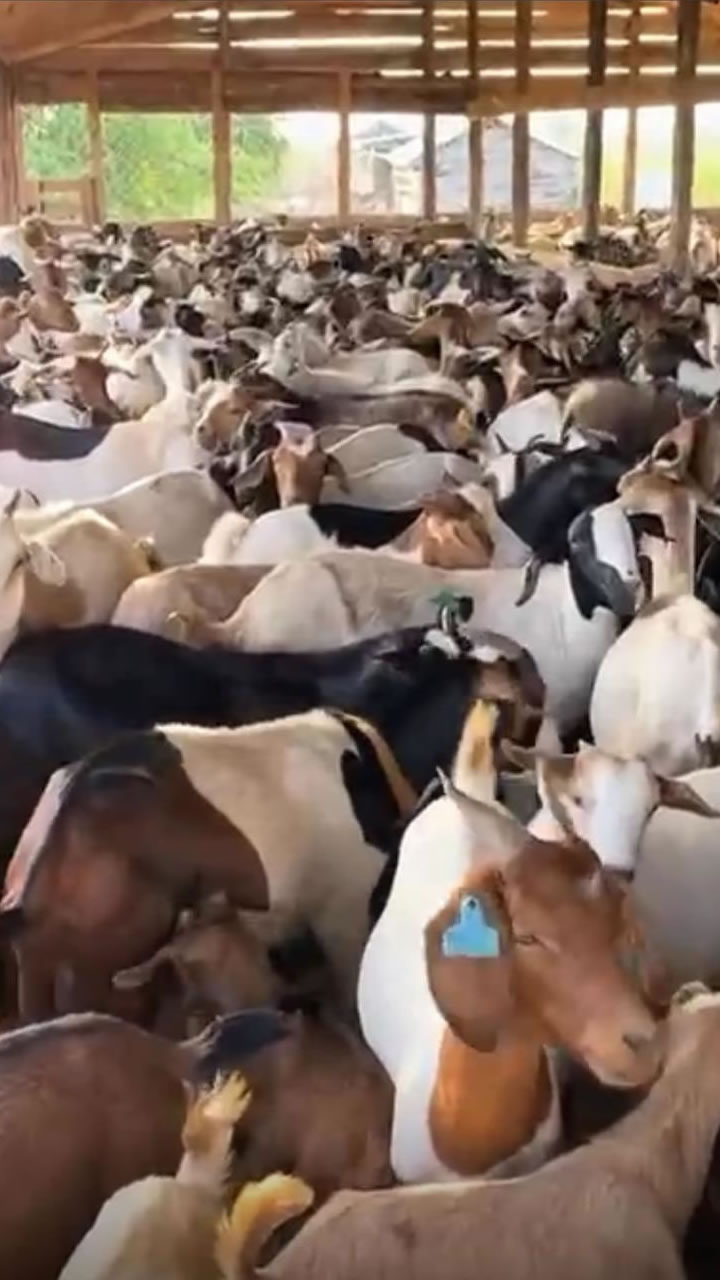 Goat Farm2