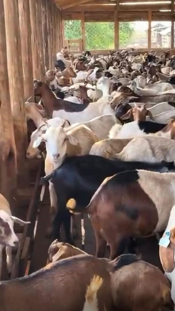 Goat Farm3