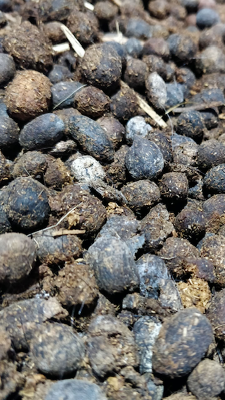Goat Manure