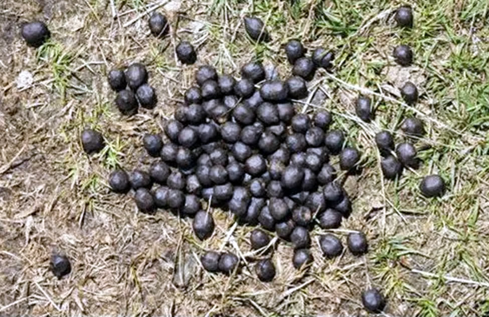 Goat Manure2