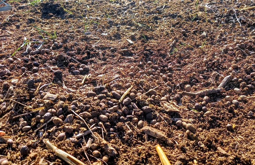 Goat Manure3