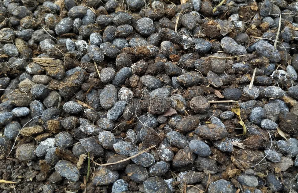 Goat Manure4