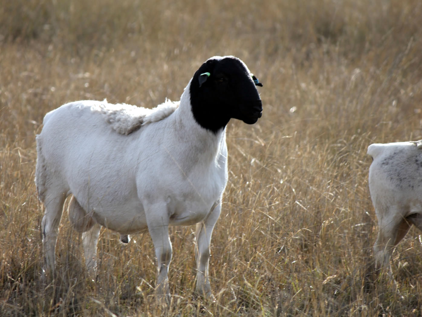 Young-12-month-old-Pure-Bred-Dorper-F6+